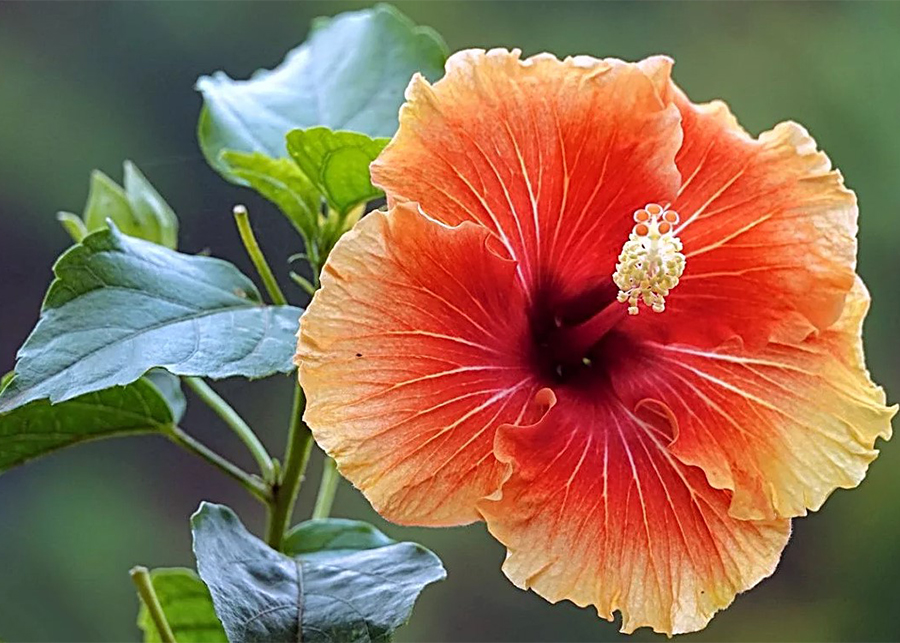 Does hibiscus grow hair?