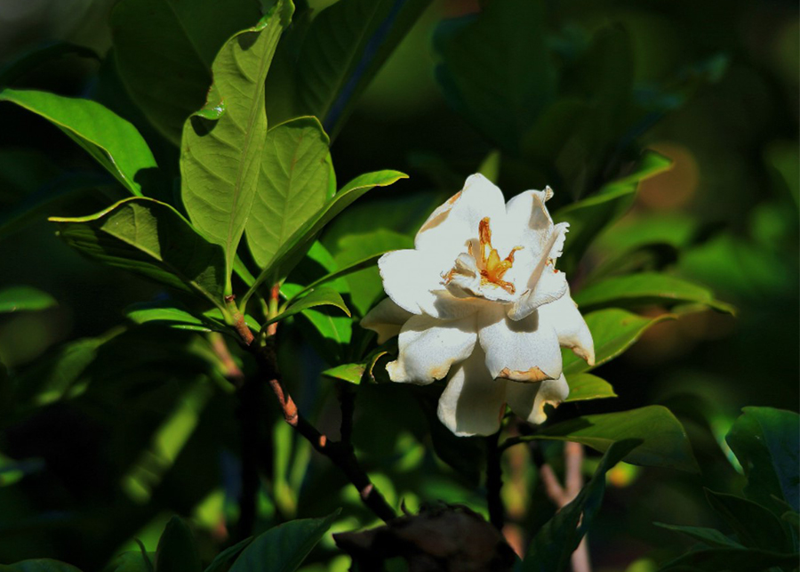 Is coffee a gardenia?