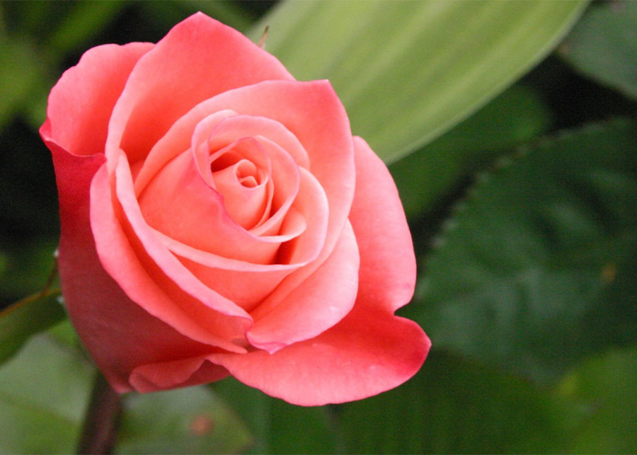 What does a pink rose symbolize?