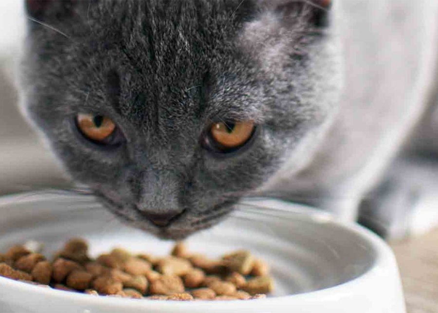 What to Feed a Cat for Weight Gain?