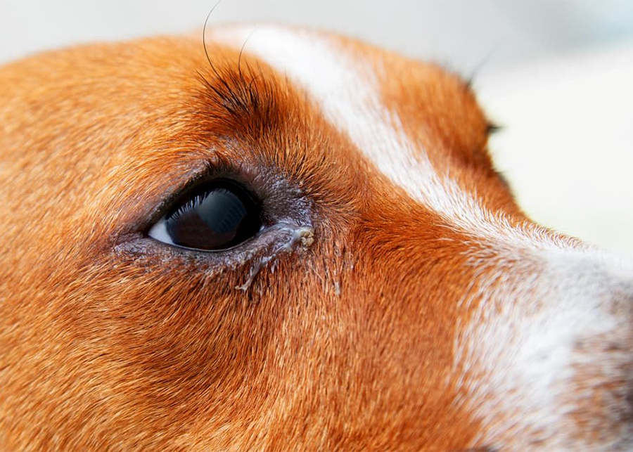 Dog Eye Problems - onlinfo